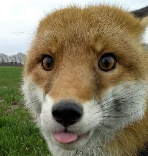 ReineRenardeQuiWoof avatar